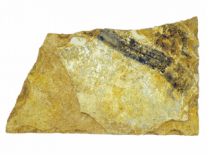 DIAMANTINA BEGE (PLT ABERTO) DIVERSOS