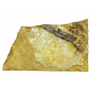 DIAMANTINA BEGE (PLT ABERTO) DIVERSOS