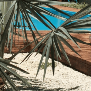 Madeira Vecchio CEDRO