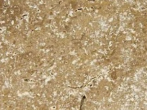 Travertino Anticato Noce 30,5X30,5