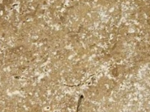Travertino Anticato Noce 40,6X61